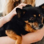 Pick the Right Pet Gear, Keep Every Cuddle Moment Gentle